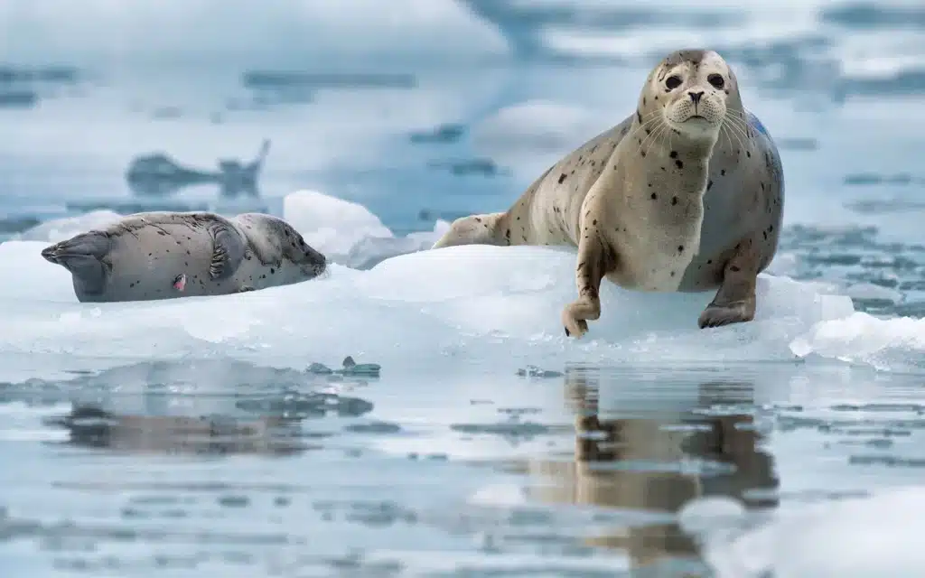 Seal